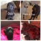 Labradoodle Puppies for sale in Minerva, OH 44657, USA. price: NA