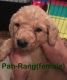 Labradoodle Puppies for sale in West Lafayette, IN, USA. price: NA