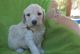 Labradoodle Puppies for sale in Alpine, UT 84004, USA. price: NA