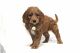 Labradoodle Puppies for sale in Pensacola, FL, USA. price: NA