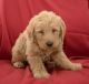Labradoodle Puppies for sale in CA-1, Mill Valley, CA 94941, USA. price: NA