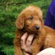 Labradoodle Puppies for sale in New Castle, PA, USA. price: NA