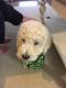 Labradoodle Puppies for sale in Rutledge, TN 37861, USA. price: NA