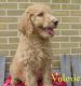 Labradoodle Puppies for sale in Mill Run, PA 15464, USA. price: NA