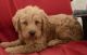 Labradoodle Puppies for sale in Texas Ave, Houston, TX, USA. price: NA