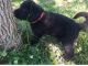 Labradoodle Puppies for sale in San Diego, CA, USA. price: $400