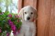 Labradoodle Puppies for sale in San Diego, CA, USA. price: $400