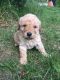 Labradoodle Puppies for sale in Fort Wayne, IN 46869, USA. price: NA