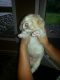 Labradoodle Puppies for sale in New Richmond, WI 54017, USA. price: $1,000
