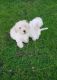 Labradoodle Puppies for sale in California St, San Francisco, CA, USA. price: NA