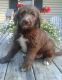 Labradoodle Puppies for sale in Millersburg, OH 44654, USA. price: NA