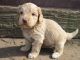 Labradoodle Puppies for sale in Colorado Springs, CO, USA. price: NA