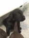 Labradoodle Puppies for sale in Phoenix, AZ 85073, USA. price: NA