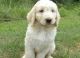 Labradoodle Puppies for sale in Home Depot, Brooklyn, NY 11205, USA. price: NA