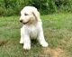 Labradoodle Puppies for sale in Home Depot, Brooklyn, NY 11205, USA. price: NA