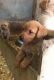 Labradoodle Puppies for sale in Belews Creek, NC 27009, USA. price: NA
