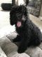 Labradoodle Puppies for sale in Colorado Springs, CO, USA. price: NA