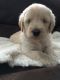 Labradoodle Puppies for sale in Hackettstown, NJ 07840, USA. price: NA