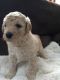 Labradoodle Puppies for sale in Hackettstown, NJ 07840, USA. price: NA