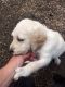 Labradoodle Puppies for sale in Richmond, VA, USA. price: NA