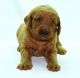 Labradoodle Puppies for sale in Richmond, VA, USA. price: NA