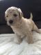 Labradoodle Puppies for sale in San Francisco, CA 94129, USA. price: NA