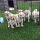 Labradoodle Puppies for sale in Brownfield, TX 79316, USA. price: NA