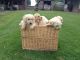 Labradoodle Puppies for sale in Warrenton Way, Colorado Springs, CO 80922, USA. price: $400