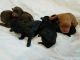 Labradoodle Puppies for sale in Mt Jackson, VA 22842, USA. price: NA