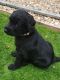 Labradoodle Puppies for sale in Rosemary Beach, FL 32461, USA. price: NA