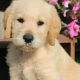 Labradoodle Puppies for sale in Canton, OH, USA. price: NA