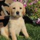 Labradoodle Puppies for sale in Canton, OH, USA. price: NA