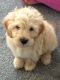 Labradoodle Puppies for sale in New York, IA 50238, USA. price: NA