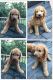 Labradoodle Puppies for sale in Chapin, SC 29036, USA. price: $1,000