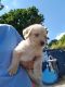 Labradoodle Puppies for sale in Sugar Grove Rd SE, Lancaster, OH 43130, USA. price: NA