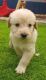 Labradoodle Puppies for sale in Unionville Center, OH 43077, USA. price: NA