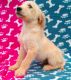 Labradoodle Puppies for sale in Baton Rouge, LA, USA. price: NA
