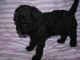 Labradoodle Puppies for sale in Mesa, AZ, USA. price: $675