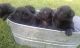 Labradoodle Puppies for sale in Brandon, WI 53919, USA. price: NA