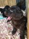 Labradoodle Puppies for sale in Marion, KY 42064, USA. price: NA