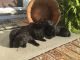Labradoodle Puppies for sale in Camden, NC 27921, USA. price: NA