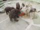 Labradoodle Puppies for sale in Houston, TX 77001, USA. price: NA