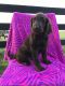 Labradoodle Puppies for sale in Holmesville, OH 44633, USA. price: NA