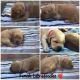 Labradoodle Puppies for sale in Mineral Wells, WV 26150, USA. price: $1,000