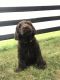 Labradoodle Puppies for sale in Holmesville, OH 44633, USA. price: NA