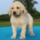 Labradoodle Puppies for sale in Westminster, MA, USA. price: NA