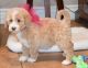 Labradoodle Puppies for sale in Cheshire, CT, USA. price: $600