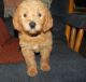 Labradoodle Puppies for sale in Morgan City, MS, USA. price: NA