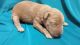 Labradoodle Puppies for sale in Farragut, IA 51639, USA. price: NA