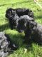 Labradoodle Puppies for sale in Armada, MI 48005, USA. price: NA